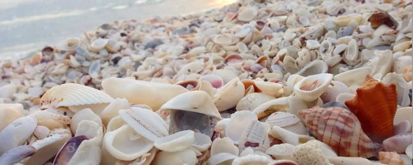 Abundance of seashells intermixed with sand on beach